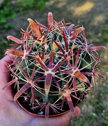 Ferocactus latispinus sss - ferocactus,