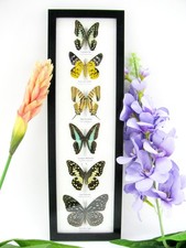 6 Farfalle splendidamente