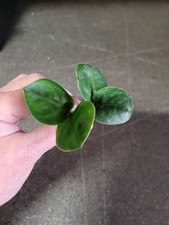 Zamioculcas zenzi piccole piante giovani da 4 a 10 cm