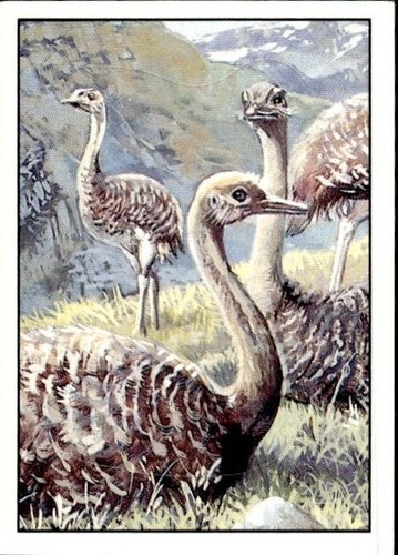Figurina uccelli panini - figurina, ed.panini