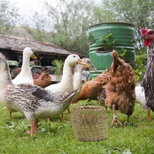  Gabbia Per Pollame in Bambù