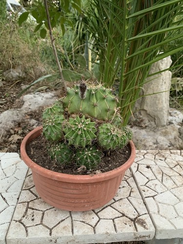 Cactus succulenta verde - cactus,