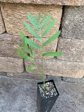Encephalartos Eugene-Maraisii