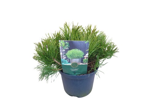 Pino nano pinus mugo mughus - pinus,