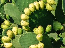 Fico d'india var. Muscaredda