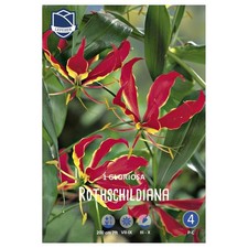 Lefeber Bulbi Corona di Gloria