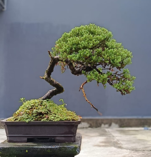 Bonsai albero vivo - albero,