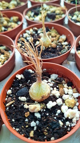 Ornithogalum lithopsoides - ornithogalum,