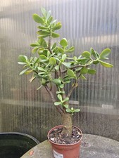 Bonsai di Crassula ovata