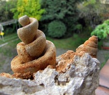 Bellissimo e perfetto fossile