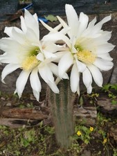 Cactus Soehrensia