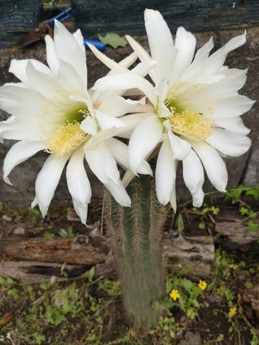 Cactus soehrensia - cactus,