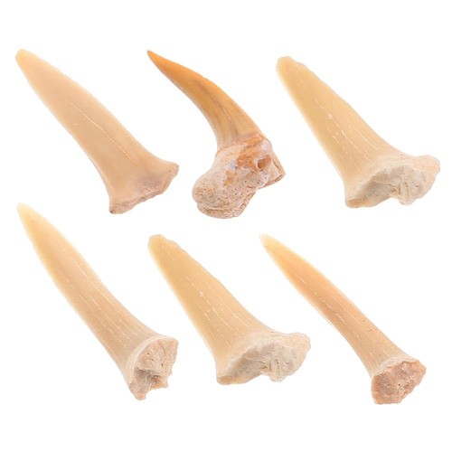 Fossili denti squalo - fossili,