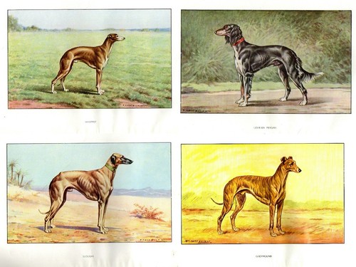 Lotto antiche stampe cani - lotto, n.