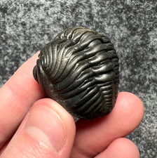 Pedinopariops Trilobite