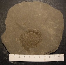 AMMONITI: Dactylioceras, Giurassico inferiore, Toarciano, Germania