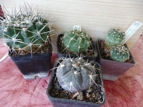 Assortimento cactus succulente - assortimento,