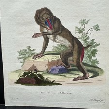Antica scimmia Schreber 1778 stampa incisione colorata a mano Simia Mormon Mandrill