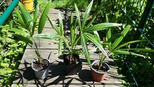2 x Trachycarpus fortunei x wagnerianus palma di canapa ibrida resistente all'inverno. #