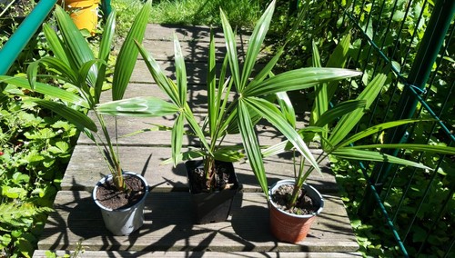 Trachycarpus fortunei x - 2,