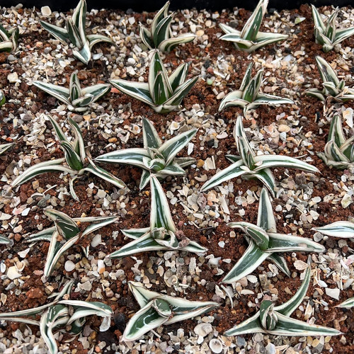 1pz 8cm cactus - 1pz, viva