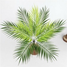 1 X Beaucarnea Recurvata Coda