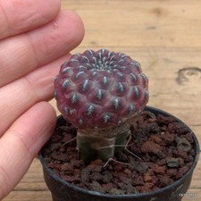 Sulcorebutia rauschii