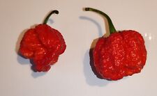 20 semi di Peperoncino