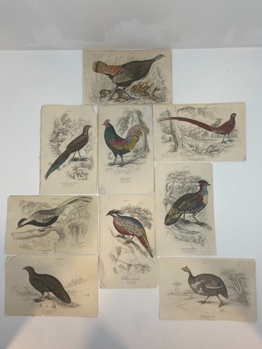 Antiche incisioni uccellini