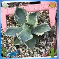 RareCacti Agave isthmensis
