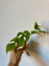 Monstera Obliqua talea pianta rara di 2 foglie con radici sviluppate idroponica