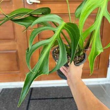 GR 2004XZ Monstera burle marx