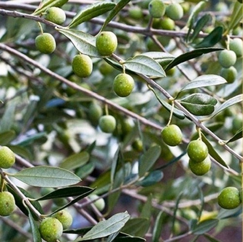 Albero olivo pasola - olivo,