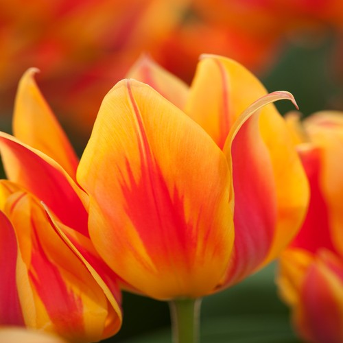 Tulipani bulbi fiori - bulbi,