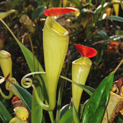 Nepenthes madagascariensis - nepenthes,