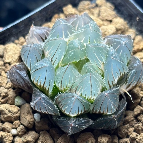 Pianta succulenta 4cm - pianta,