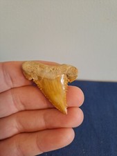 XL - Palaeocarcharodon