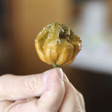 10 SEMI PEPERONCINO PEPPER X