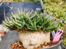 Raro Cactus Euphorbia