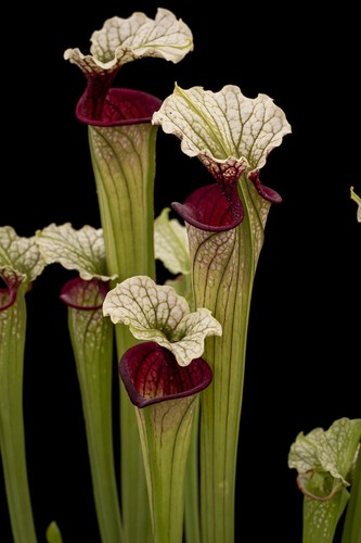 Rare sarracenia cherry - x, "cherry