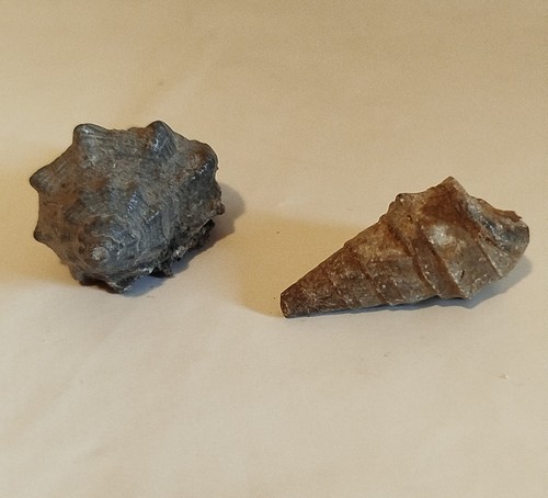 Gasteropodi fossili - fossili,
