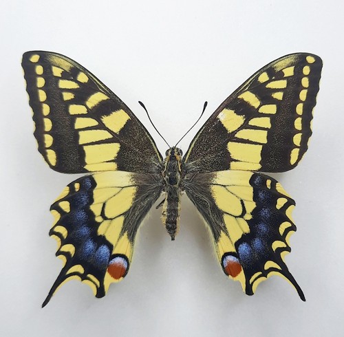 Papilio machaon melitensis