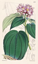 Amphiblemma Cymosum Nigeria