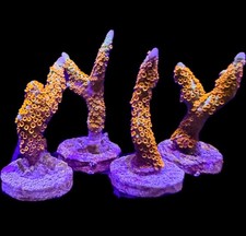 Live Coral Montipora Forest
