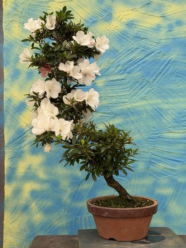 Joe bonsai azalea - joe,