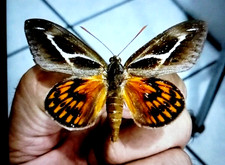 castnia miastagma maschio