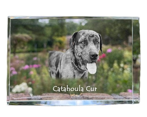 Catahoula leopard dog - catahoula,