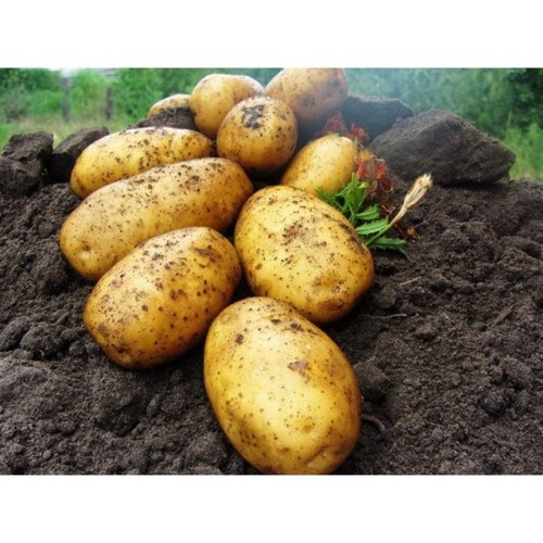 Revenge potato seeds g - revenge,