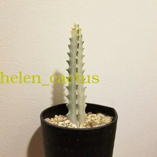 2PCS 12CM Euphorbia Trigona