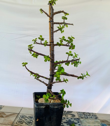 Pre bonsai portulacaria afra - pre,